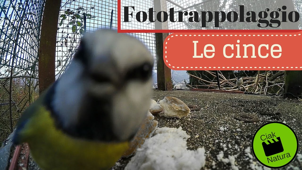 Fototrappolaggio in mangiatoia - Le cince
