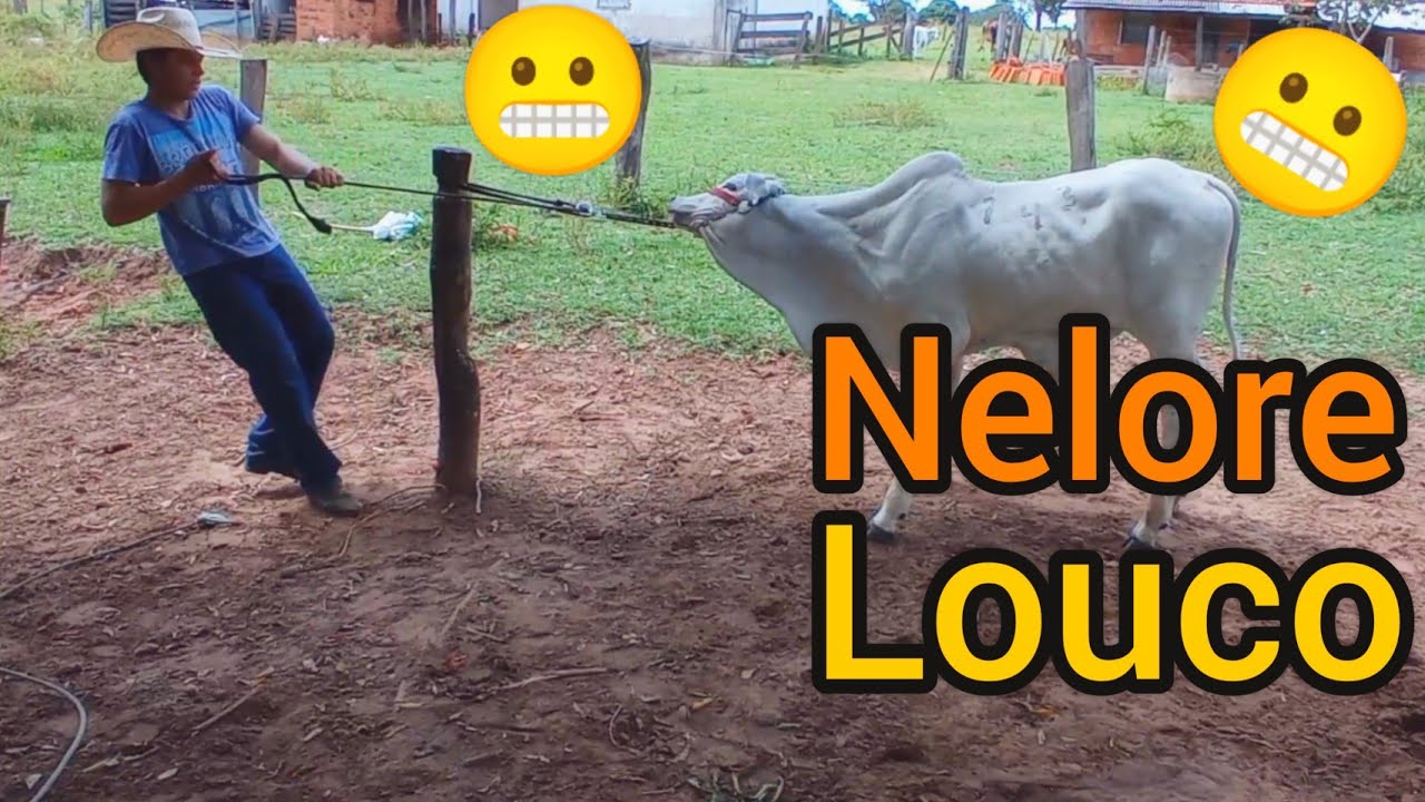 Primeiro Dia De Doma Do Nelore (Parte 2)