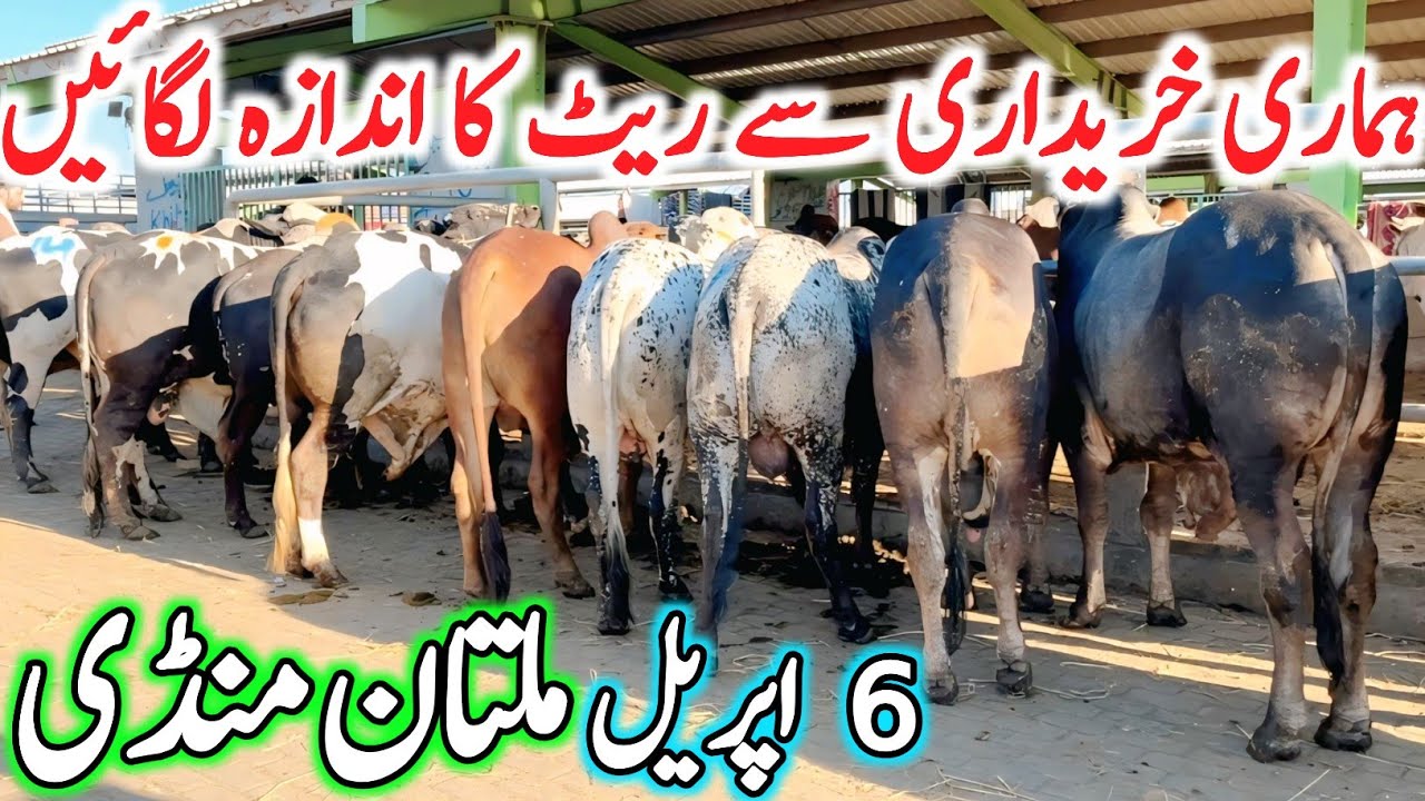 Today Multan Cow Mandi Fresh Latest Update Video | Cholistani Sahiwal Ablak Bachre | Cow Mandi 2026