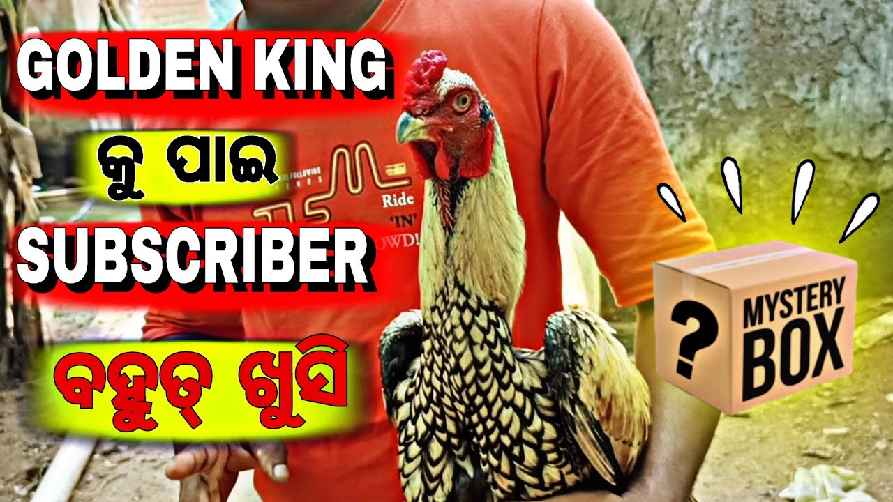 Subscriber ନେଲେ golden king 👑 ଆଉ ତା female 😊😊