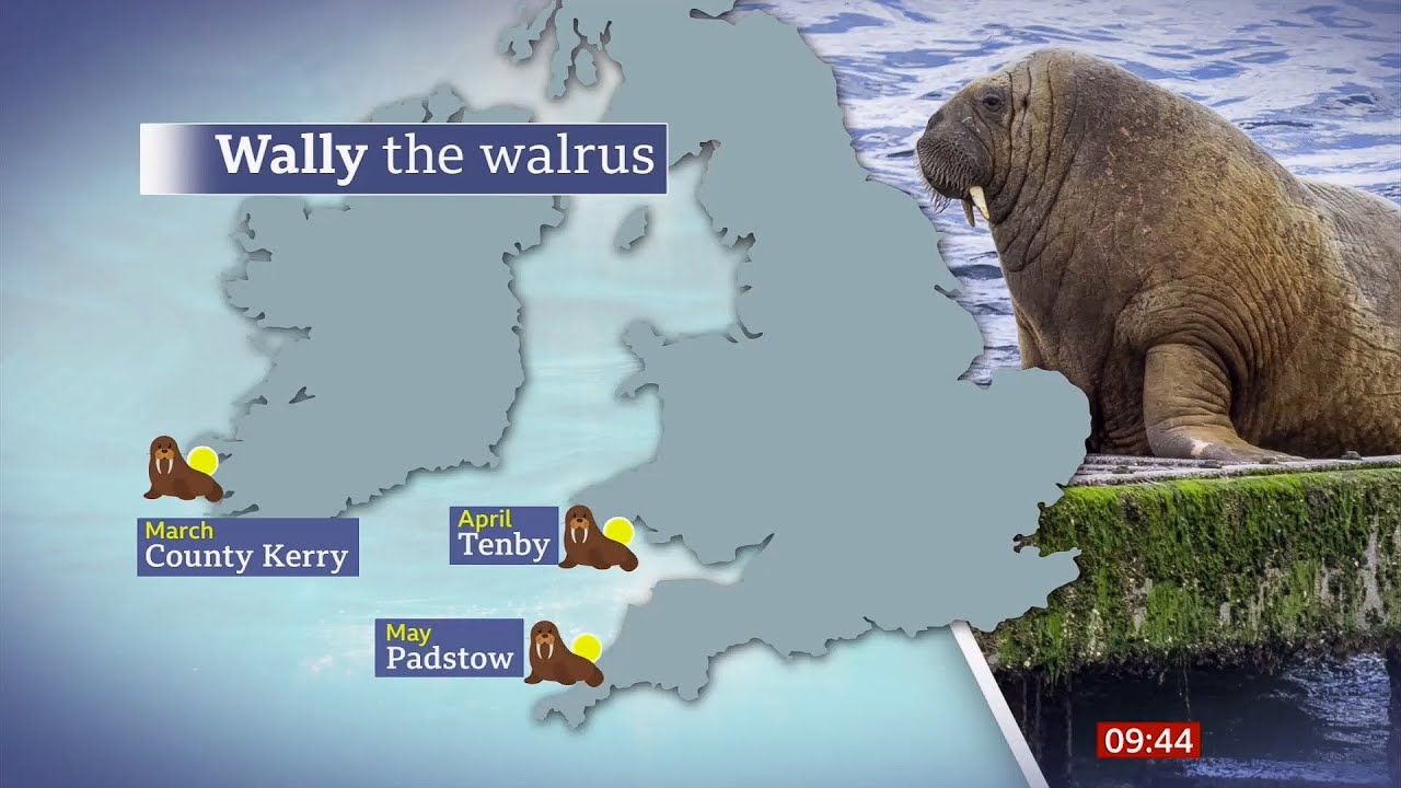 Wally the Walrus tour of Britain continues (spotted in Cornwall) (6) (UK) - BBC News - 22nd May 2021