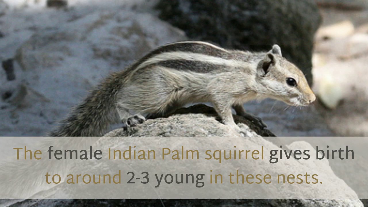 13 Interesting Facts You Should Know About Indian Palm Squirrel
