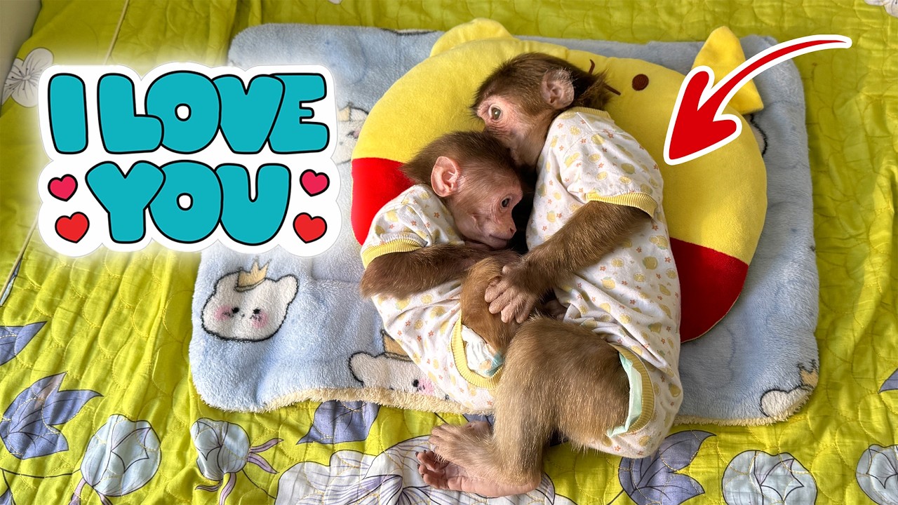 🥰Adorable moment! Lucky and Sunny show their love for each other🥰