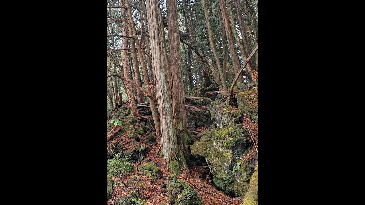 Аокигахара, Лес самоубийц. 24.04.2024  //   Aokigahara, Suicide Forest. 04/24/2024