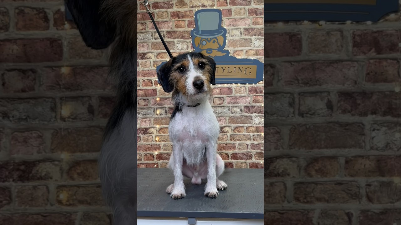 Doggy Daily, выпуск 203: Мёрфи, джек-рассел 🐾 #jackrussel #rescueddog #doggrooming