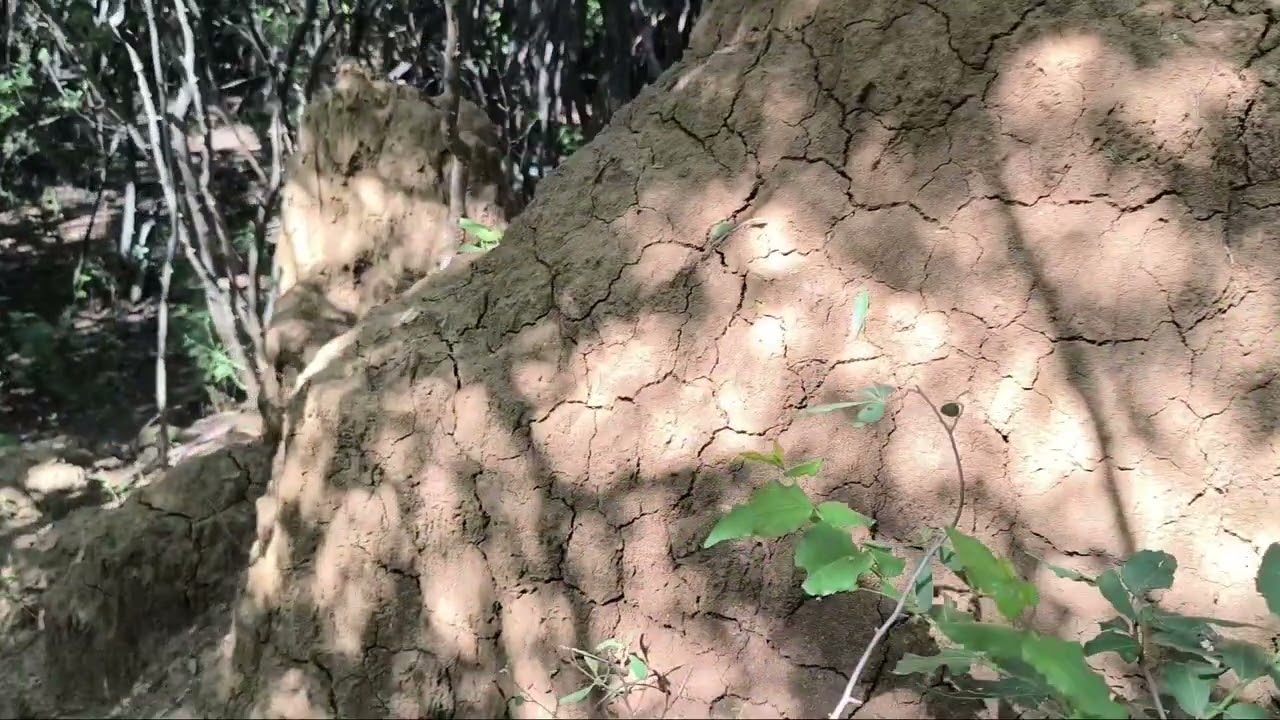 A Day In the Life In a Village. Mushroom Hunting 