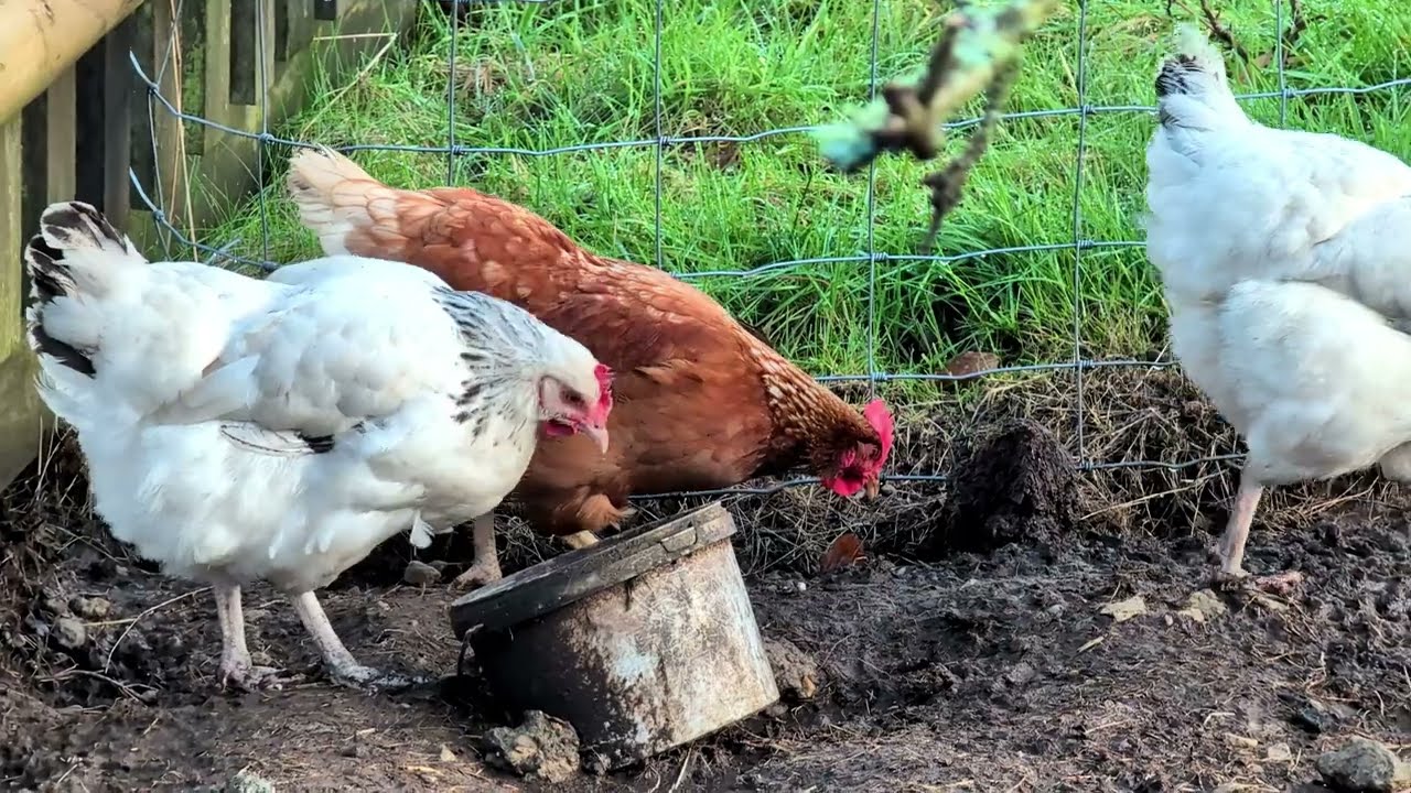 A very wet and squelchy walk! From Bordon to East Worldham and back again... January 28th 2026
