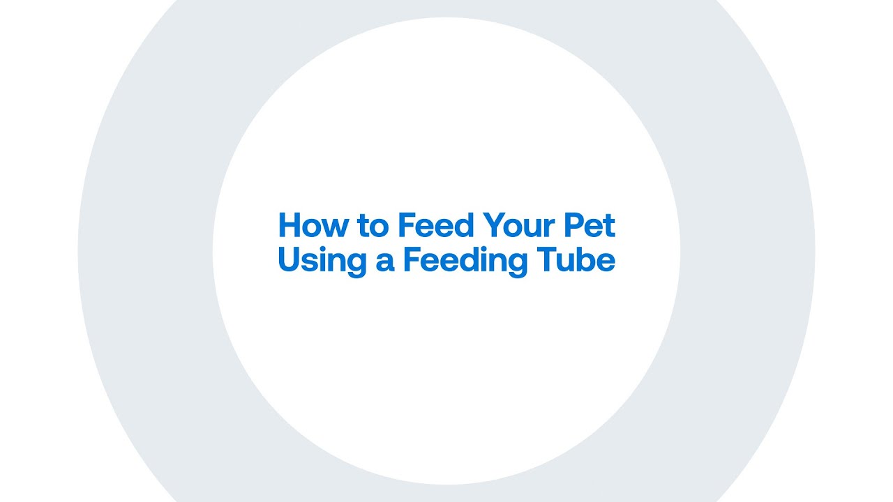 How To Feed Your Pet Using a Feeding Tube at Home