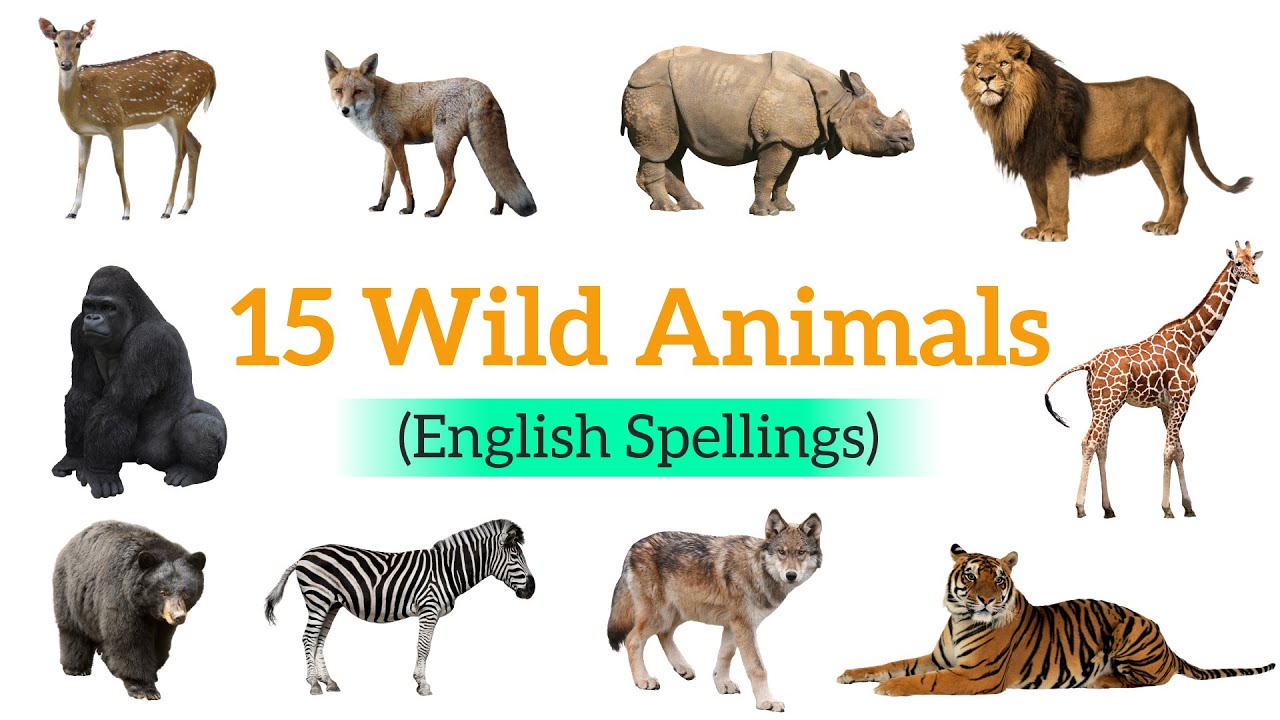 Wild Animals Name | Learn 15 Wild Animals Name with Spellings