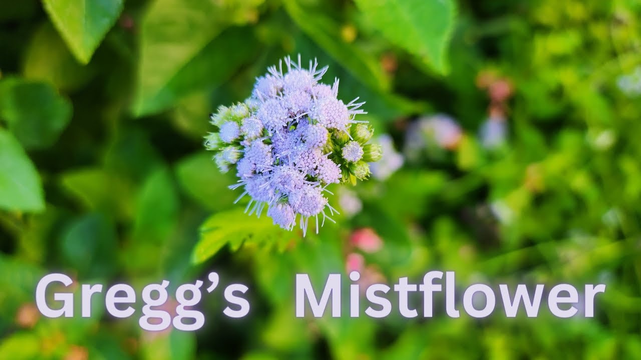 Gregg's Mistflower for Monarch and Queen butterflies | a Texas Native flowering perennial