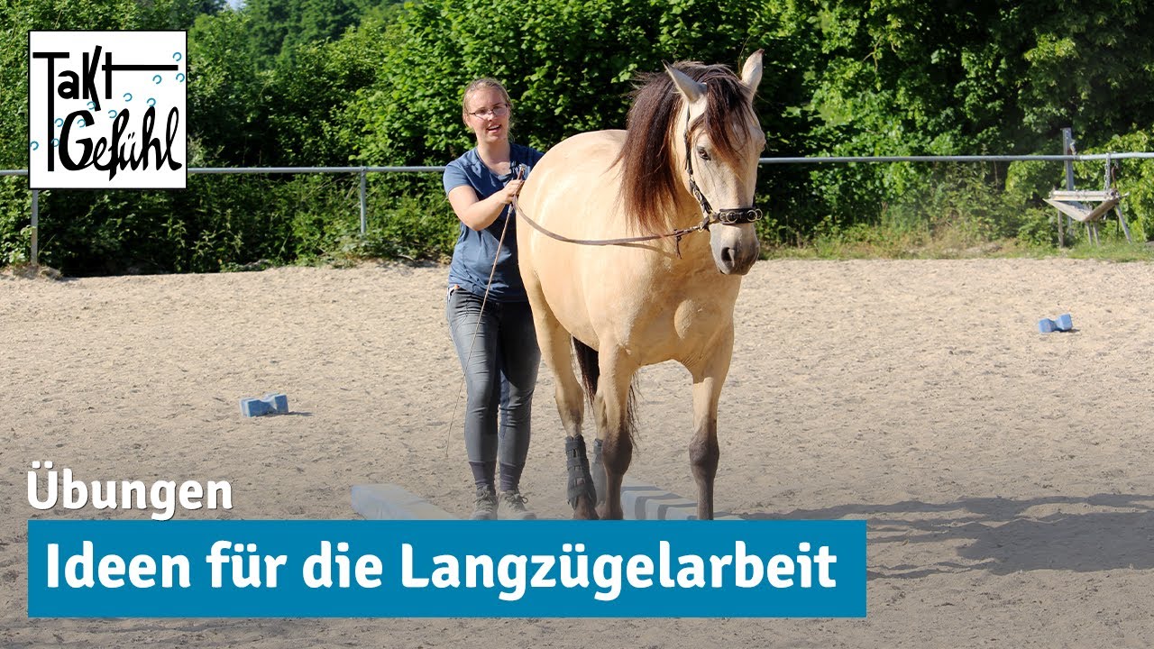Langzügelarbeit: 4 kreative Übungen für eine harmonische Verbindung am Langen Zügel