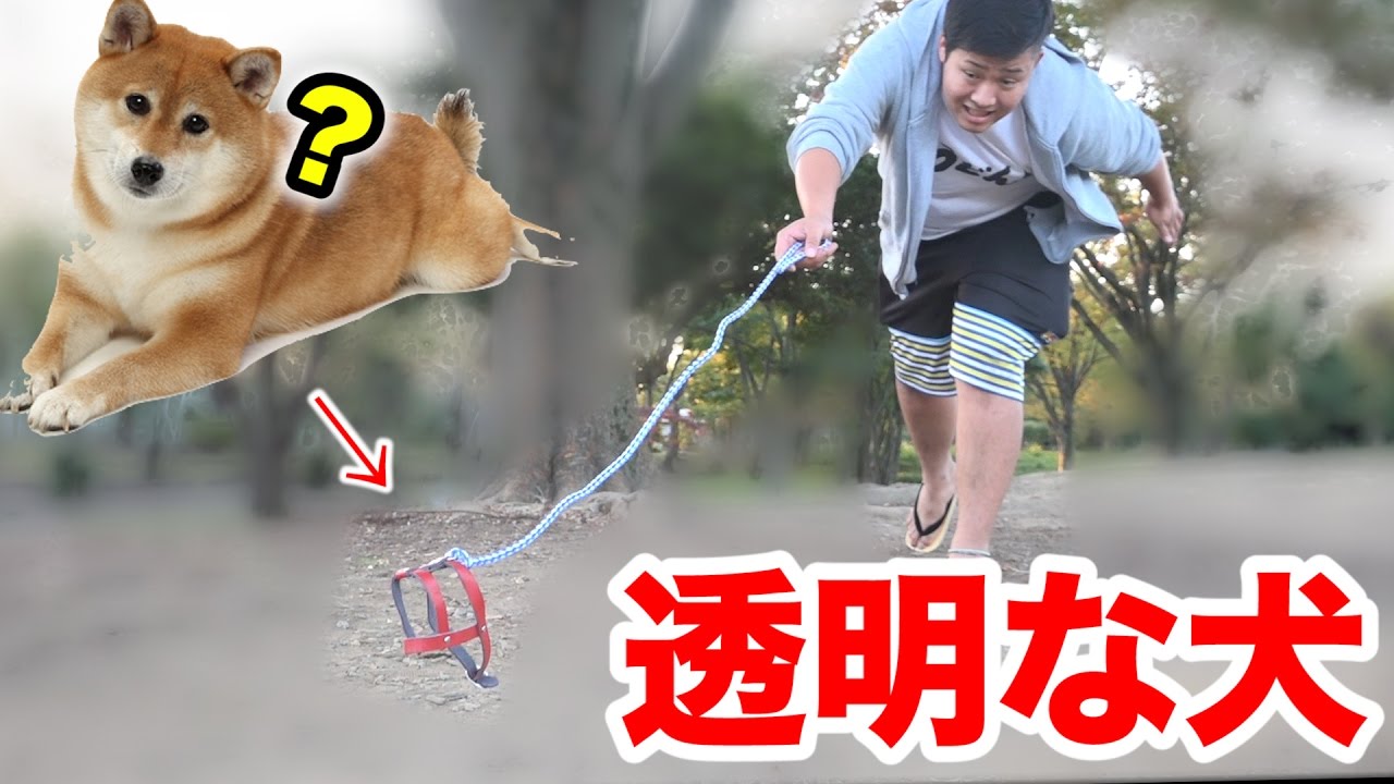 “透明な犬”を散歩してみたドッキリ！！invisible dog prank