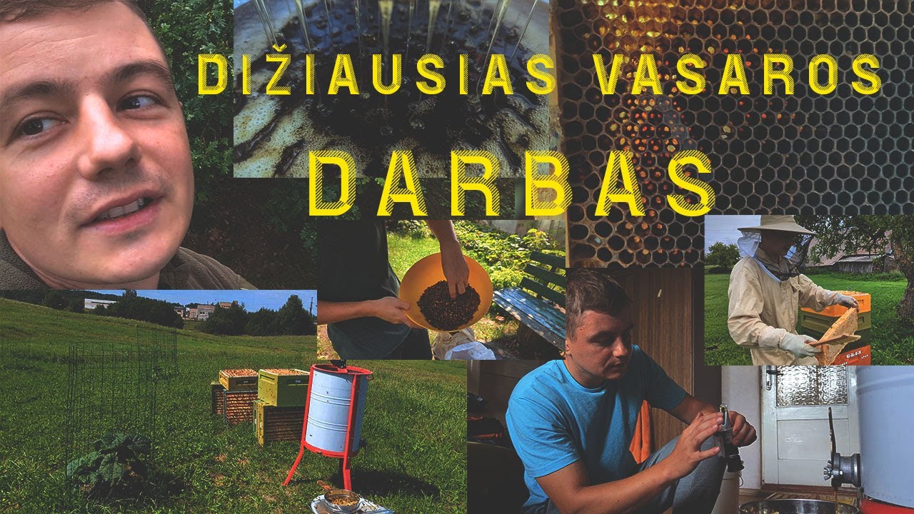 VASAROS MEDAUS SUKIMAS IR DUONELĖS KŪLIMAS