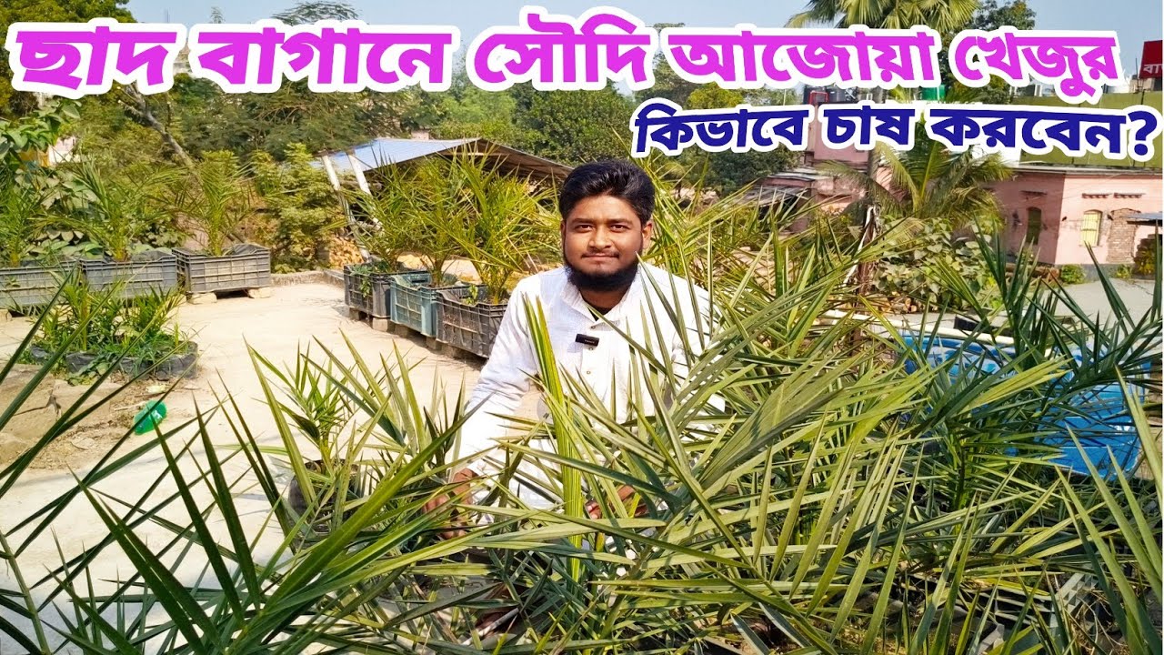 Ajwa Khajoor farming/বিশ্ব বিখ্যাত আজওয়া খেজুর কিভাবে ছাদ বাগানে চাষ হচ্ছে? @agriculturediary