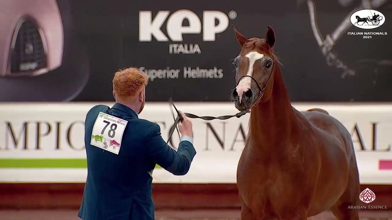 N 78 AMANI MONISCIONE   Italian Nationals 2021   Stallions 4 6 years old Class 10