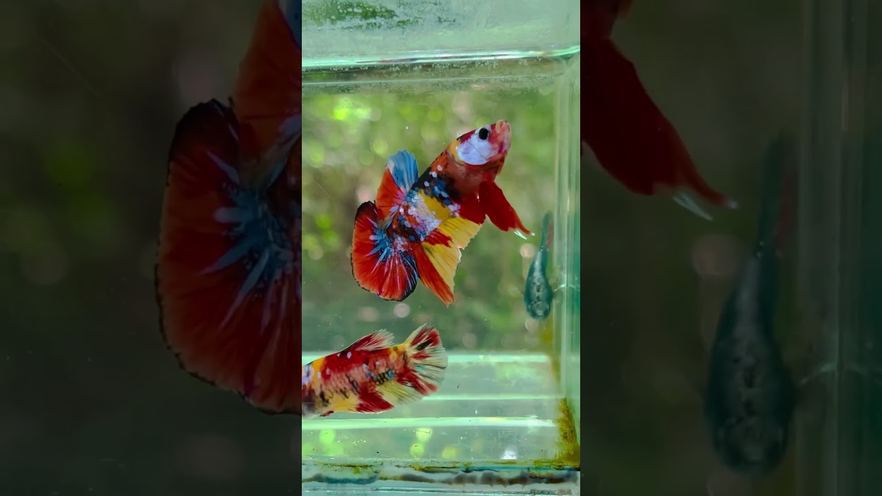 Multicolour galaxy #bettasales #exoticbetta #betta