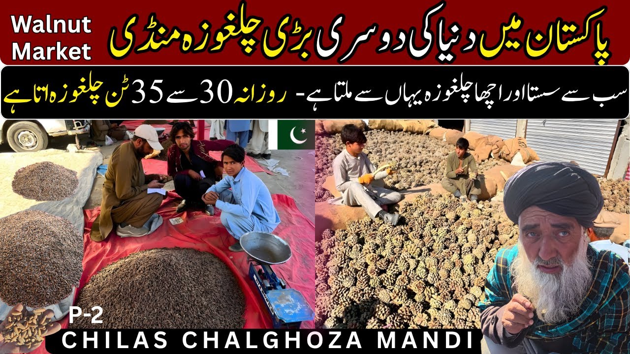 Chilas Chalghoza Mandi-The largest Walnut Market where 25 to 30 tons of walnuts are brought daily P2