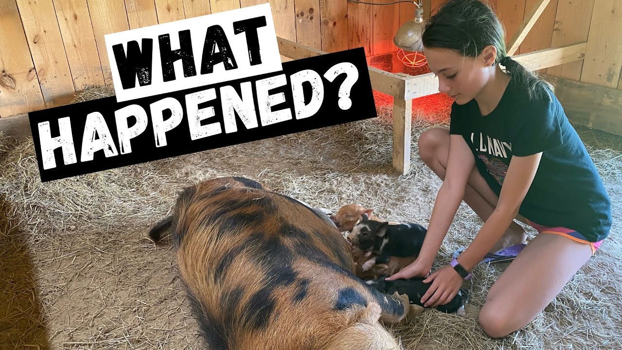 One thing you CAN'T forget when farrowing piglets!