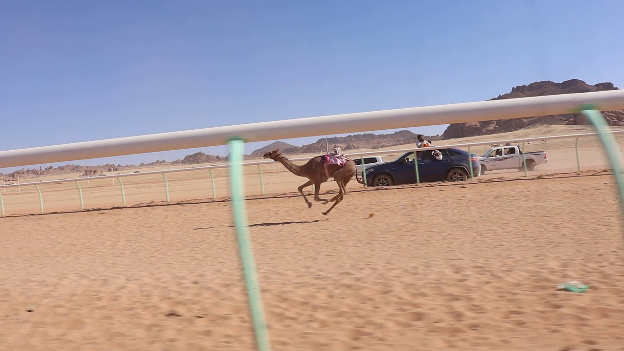 (محير) ناصر سالم الهمامي