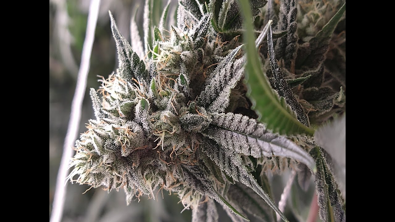 4 light Gavita led Flower update day 30
