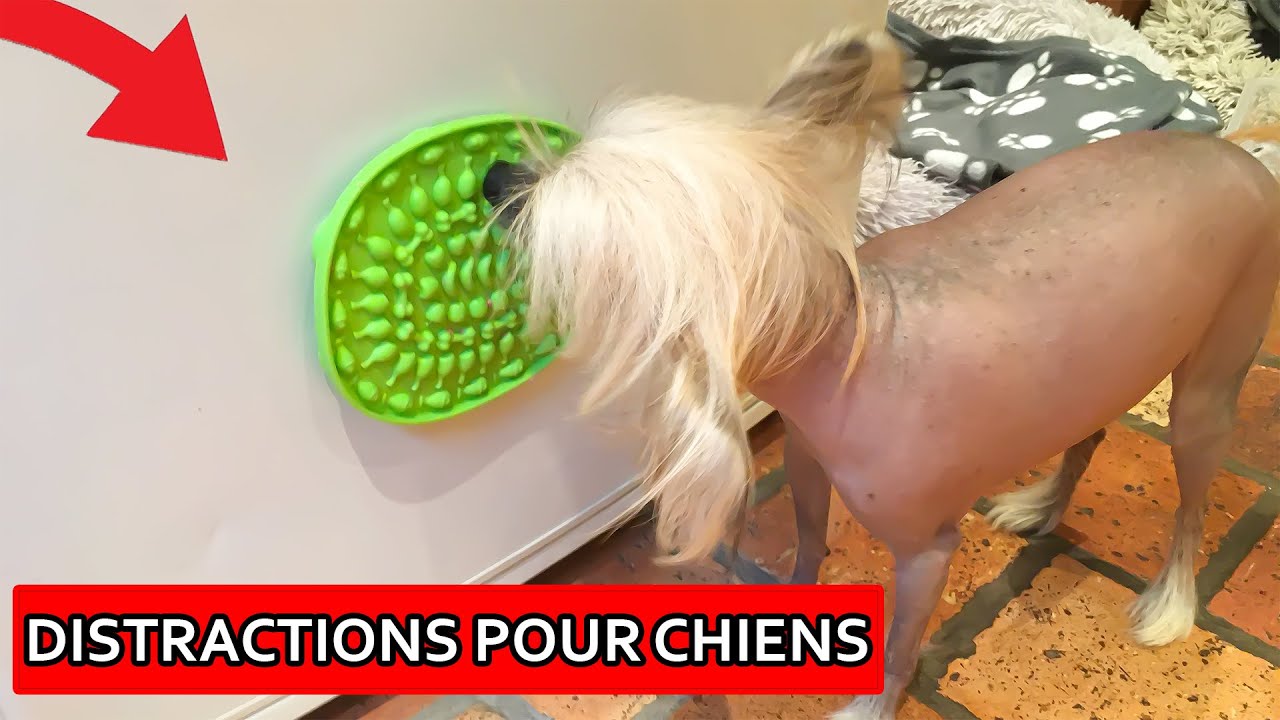 DISTRACTIONS POUR CHIENS