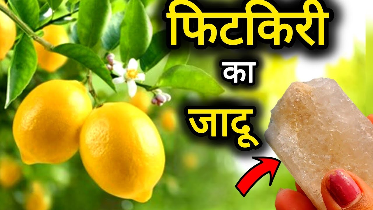 जिस नींबू मे कभी फल फूल नही आया है वो भी फल फूल से भर जायेगा।Lemon plant care & Fertilizer.Nimbu 🍋