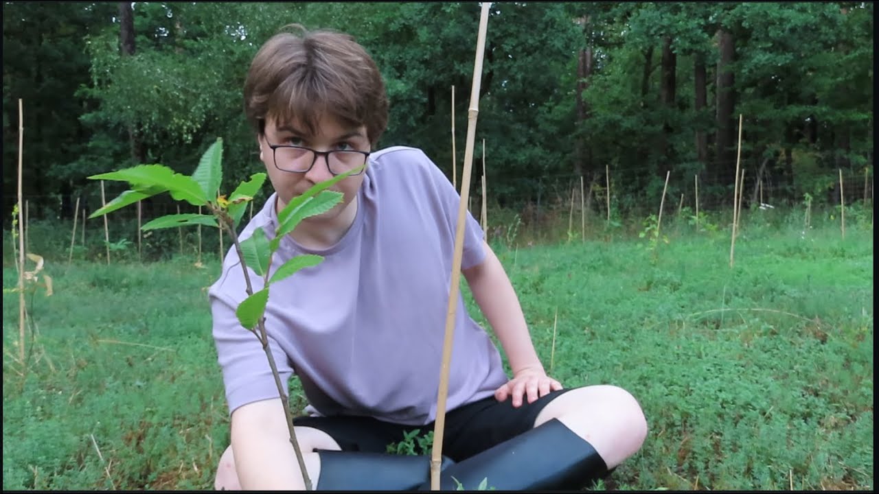 Erstaufforstung - Erfahrungsbericht 🌳