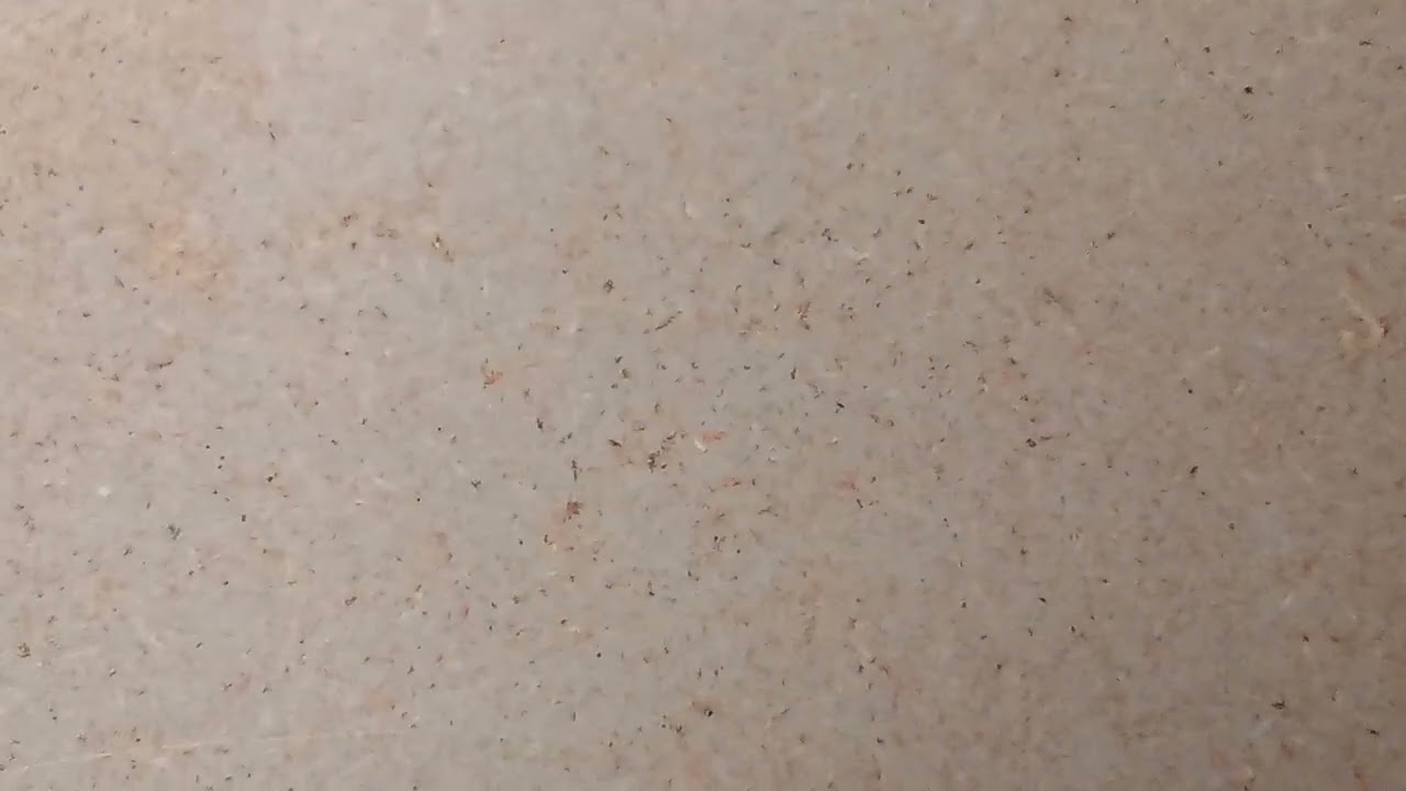 提多书 第2章 朗读