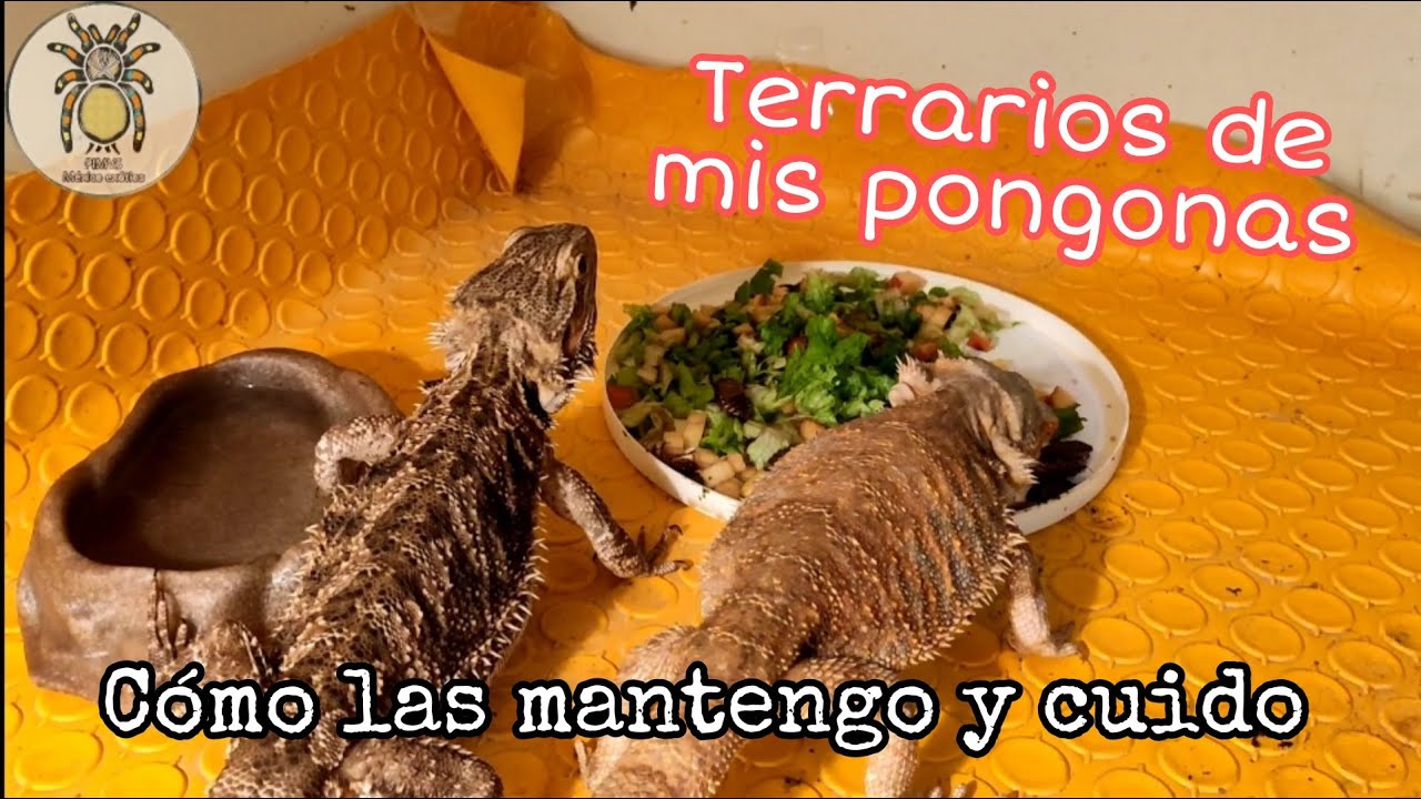 Cuidados y mantenimiento de mis pogonas (Pogona vitticeps) | México exótico | Víctor D.