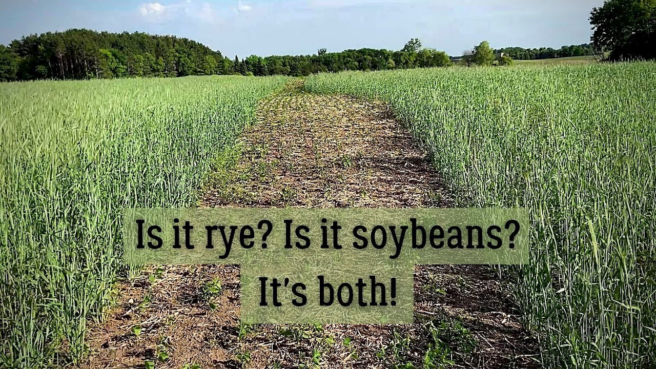 Crop Update - June Soybeans
