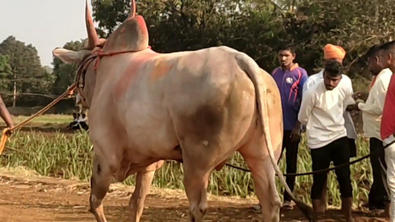 || जबरदस्त खिल्लारी बैल जोडी || Powerful Khillari Bulls of Mutaga and Angol in Bullock cart Race ||