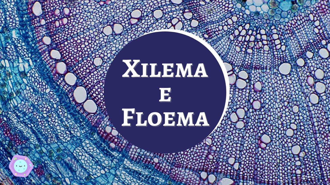 O que s&atilde;o o Xilema e Floema?