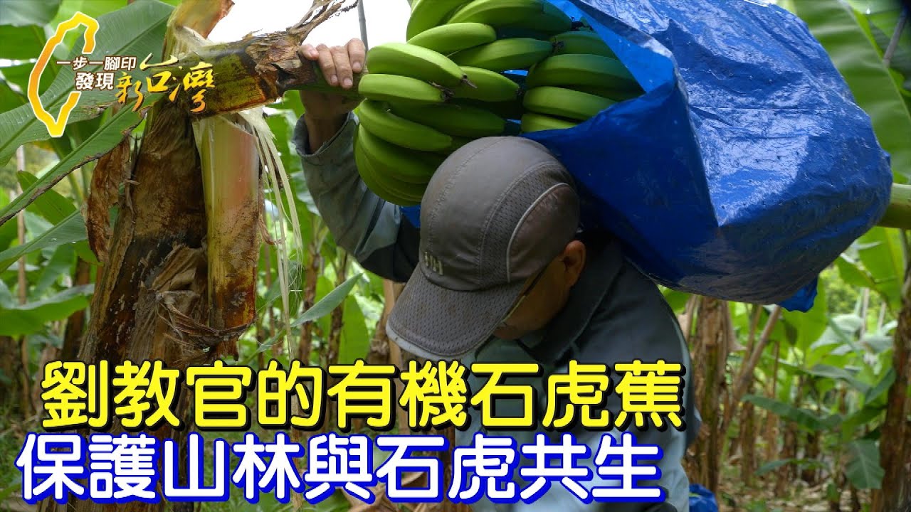 中校退伍種有機山蕉.不惜負債保價收購.拉拔青農擴大友善面積.改變在地農人命運∣一步一腳印【中寮共好教官種香蕉】20230108