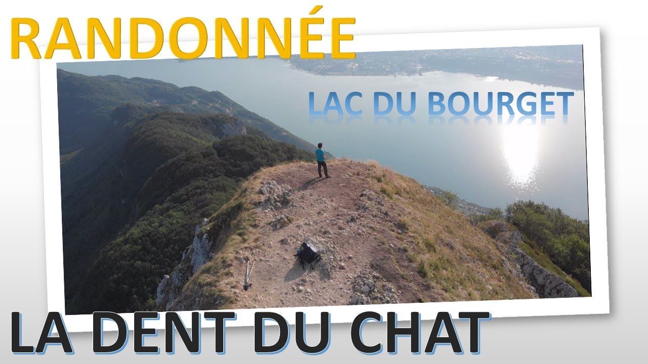 DENT DU CHAT