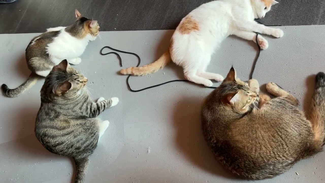Feb 06 2026 @frankip023 #cat #貓咪日常 With my cats