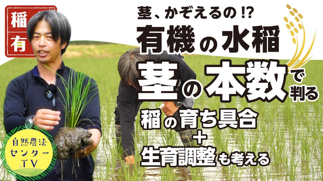 数えてみてよ稲の茎!!　育ち具合を知って収量アップを目指す『有機の米づくり』　【稲作有機 by 自然農法センター】