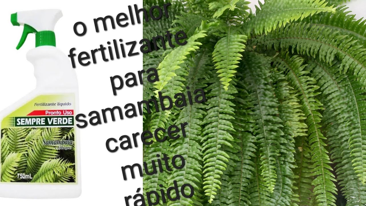 O melhor fertilizante para samambaias sempre verde eu recomendo