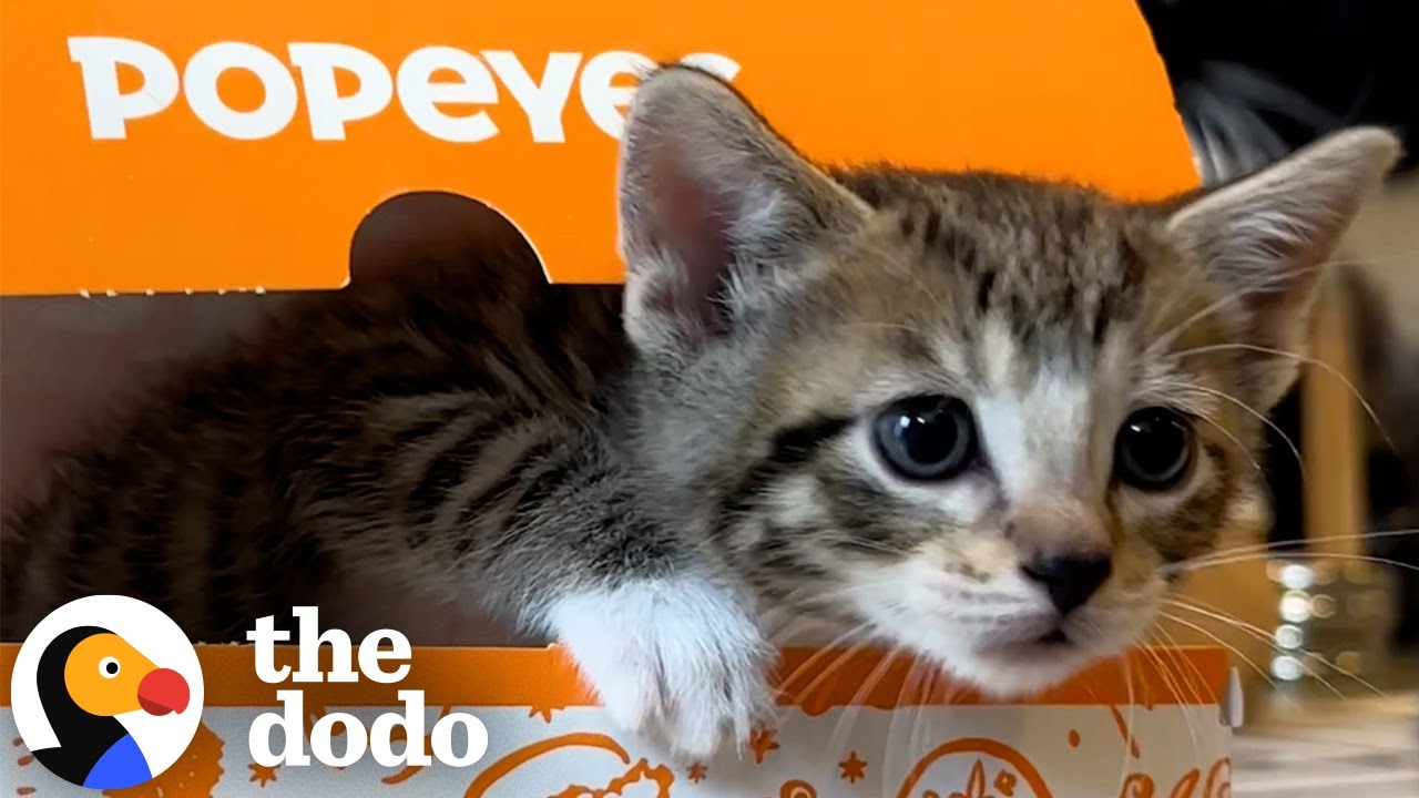 Kittens Rescued Using a Popeyes Box! | The Dodo