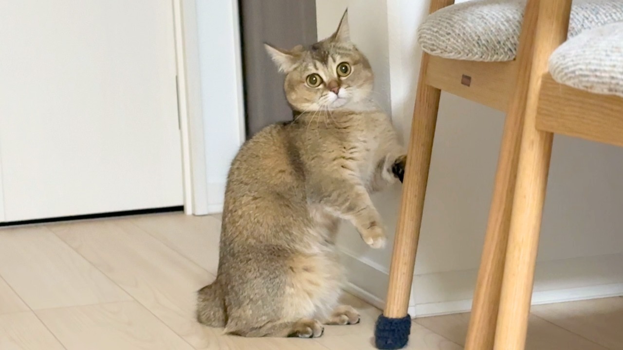 ダイニングテーブルに大興奮！？！？大暴れの短足マンチカンが面白くてずっと見てられちゃう笑🐈