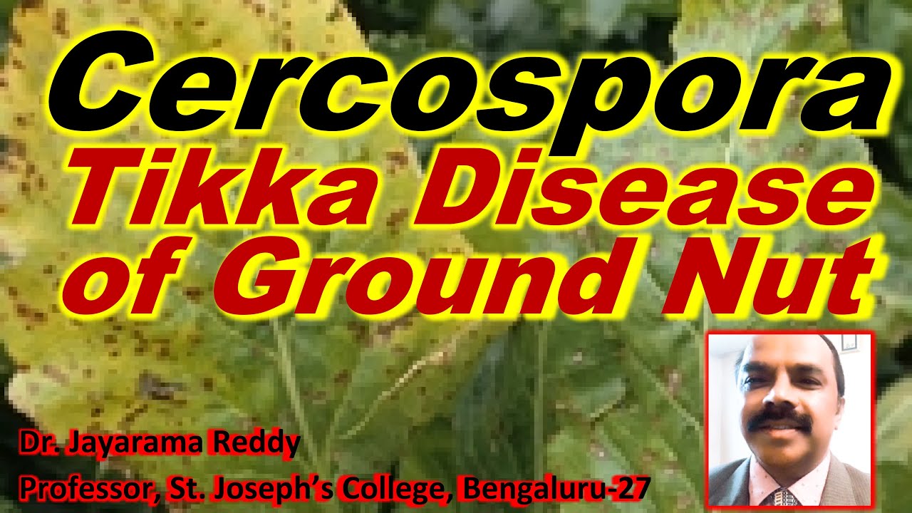 Tikka Disease by Cercospora
