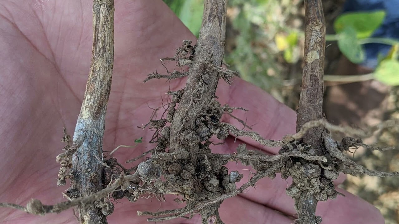 Identifying Sudden Death Syndrome in Soybeans