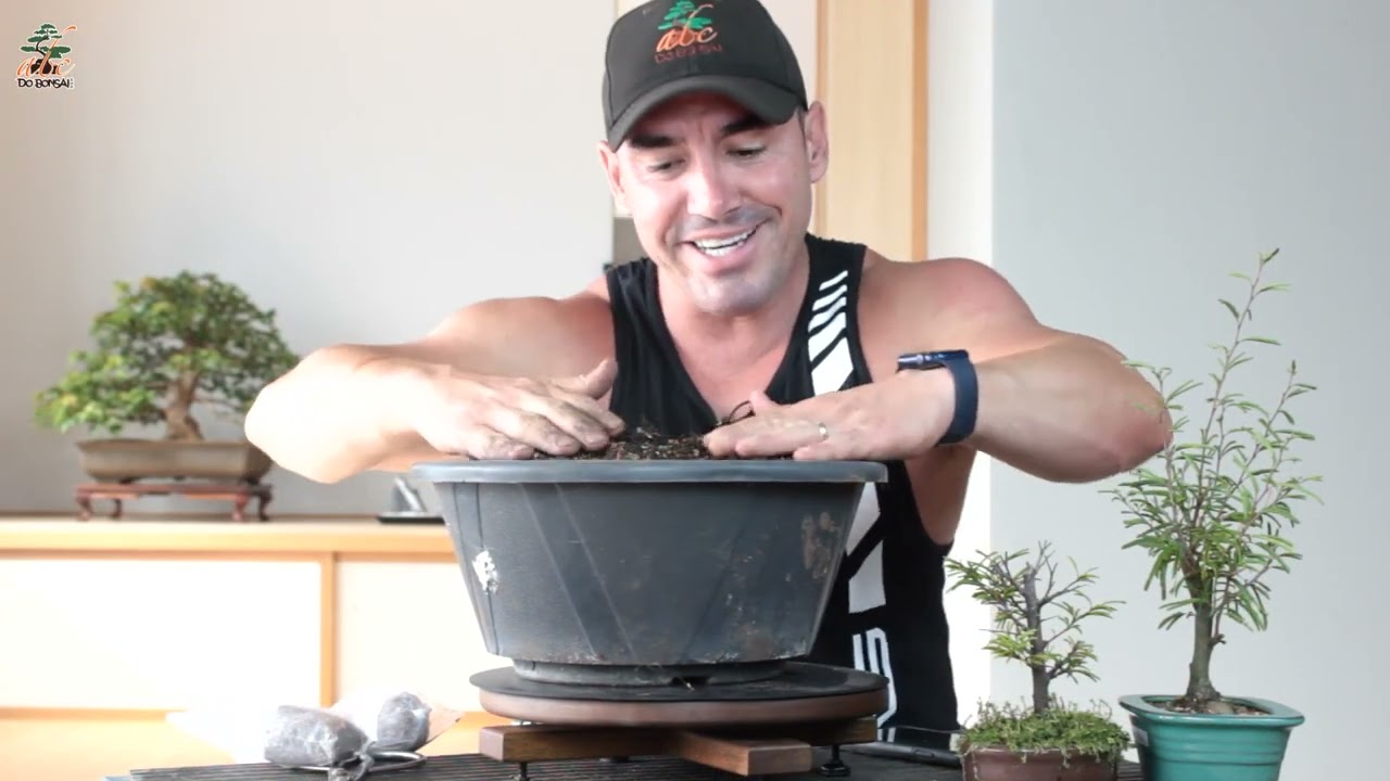 COMO ENGORDAR O BONSAI SEM TIRAR DO VASO