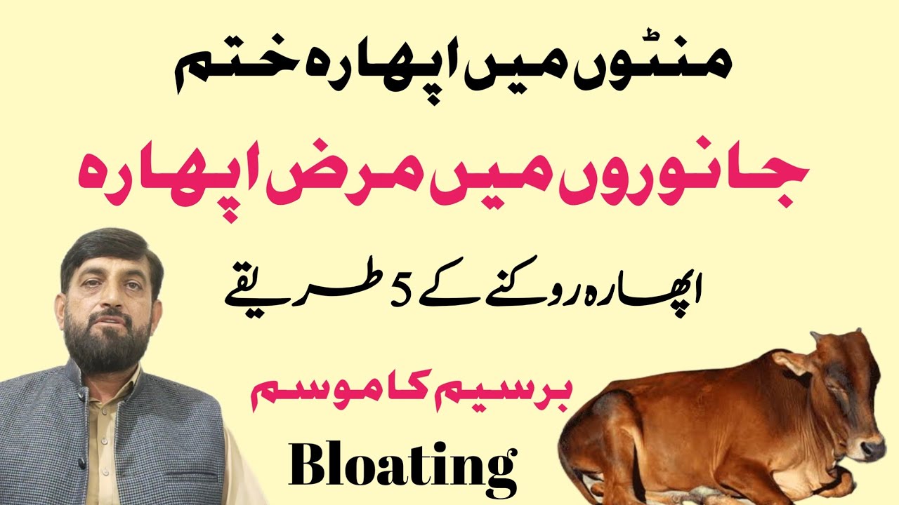 Aphara اپھارہ ختم karnay Ke 5 Tareekay | 5 Proven Ways To Reduce Stomach Gas In Cow Buffalo