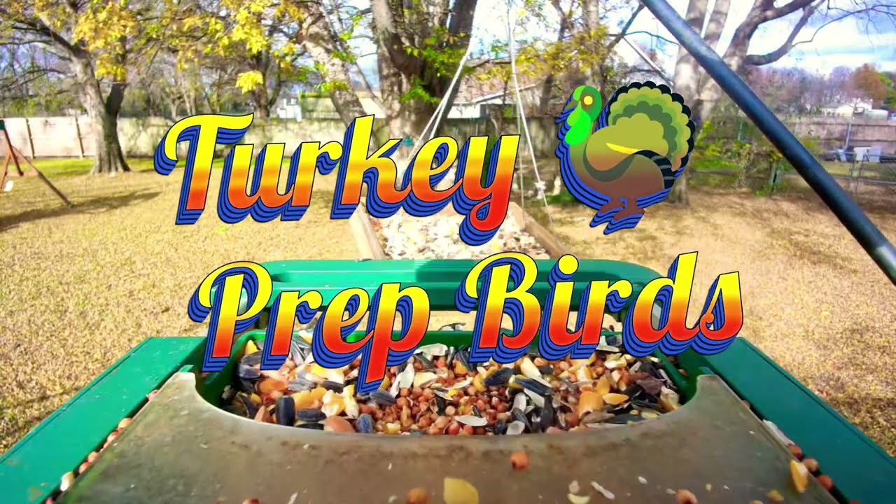 Turkey Prep Birds 🦃#asmr #birds #birdsong #birdcam #naturecam 