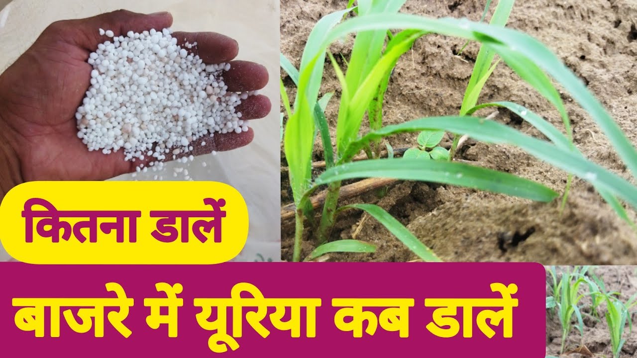 बाजरे की फसल में यूरिया कब और कितना डालें||Urea fertilizer in millet crop
