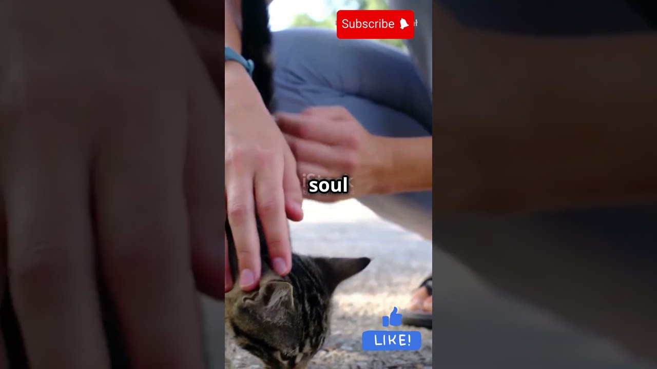 sad cat story with happy ending