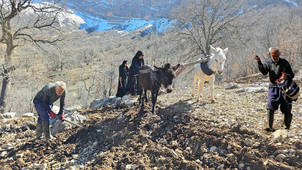 ​Ancient Farming in the Cave: Chahan Family’s Hardest Day Planting Wheat with Donkeys 🏔️🌾