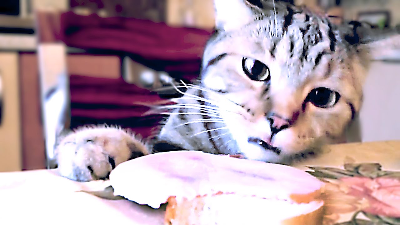 ТОПовые приколы с котами! КОТЫ ВОРИШКИ! Коты воруют еду со стола!