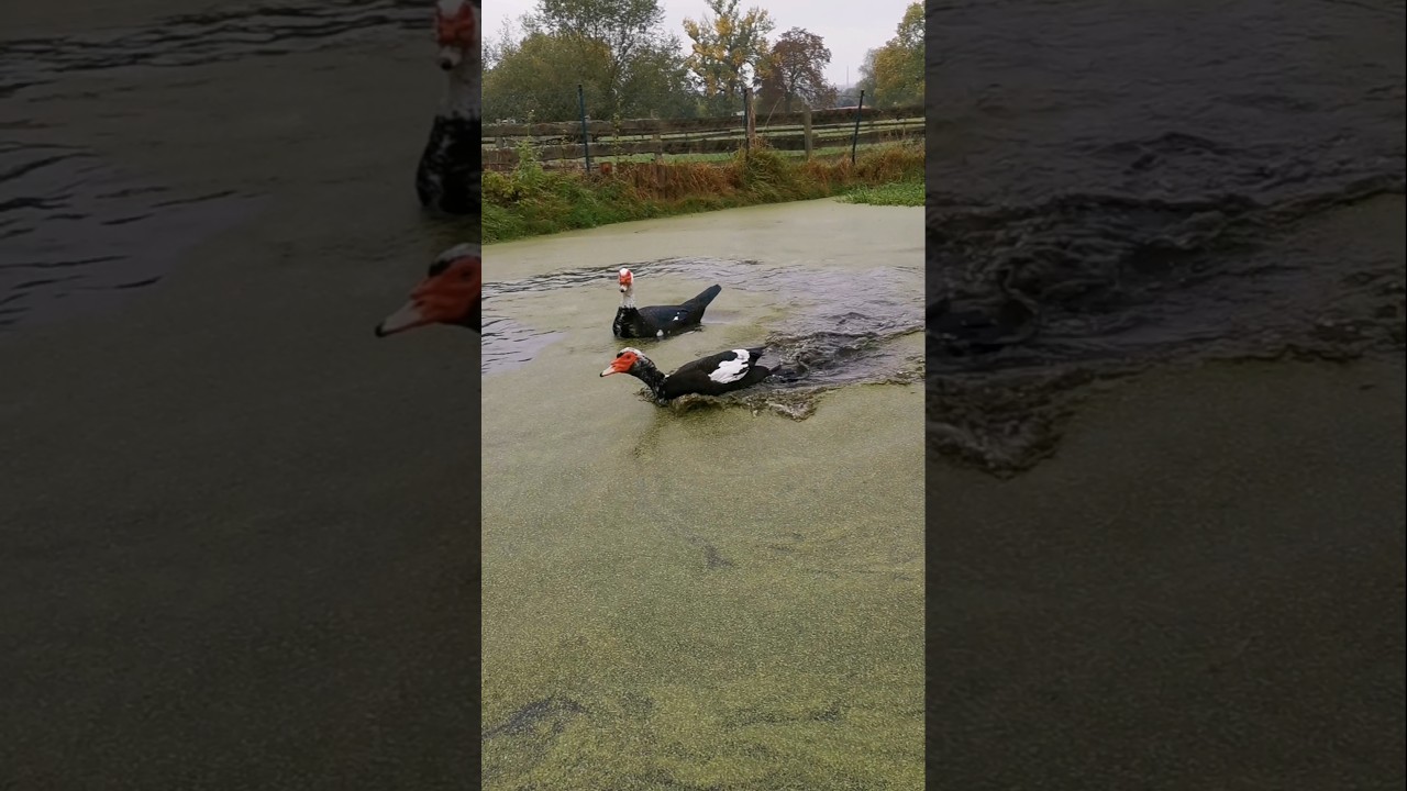 Wasser marsch bei den Rocker-Enten! 💦🦆 #lebenshof #enten