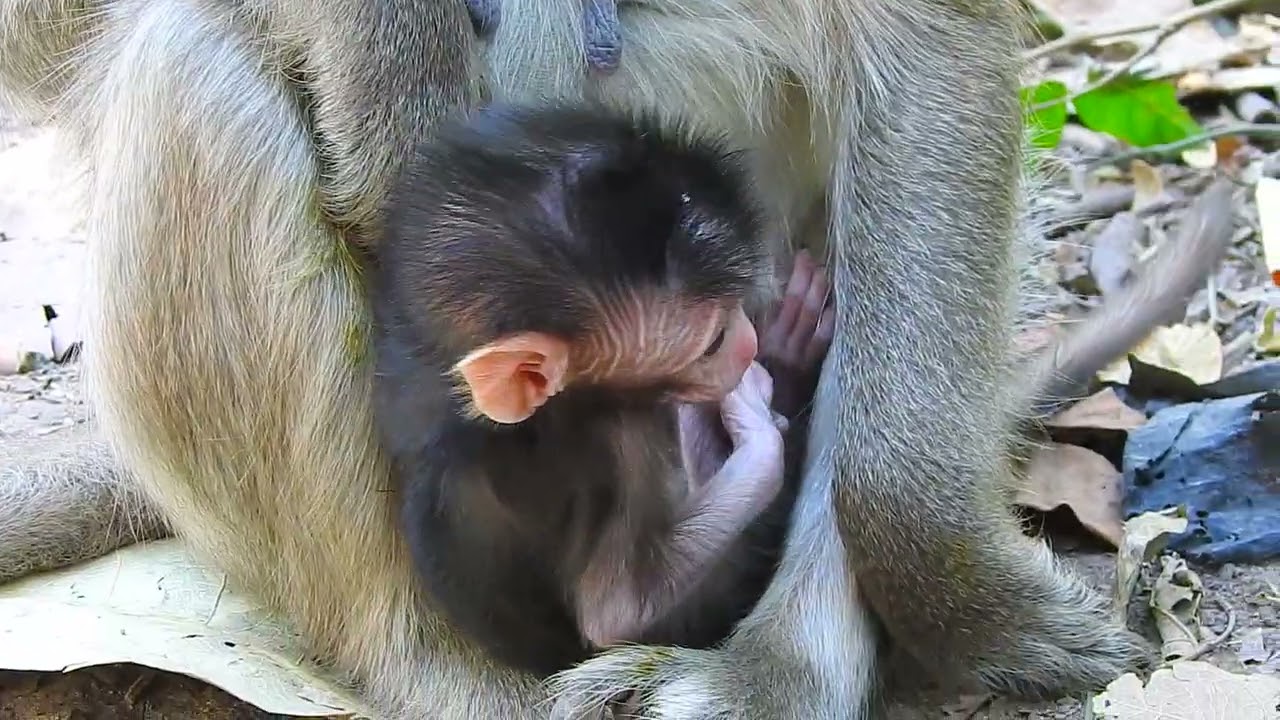 Playful Baby Monkey Chasing Temple Shadows #nature